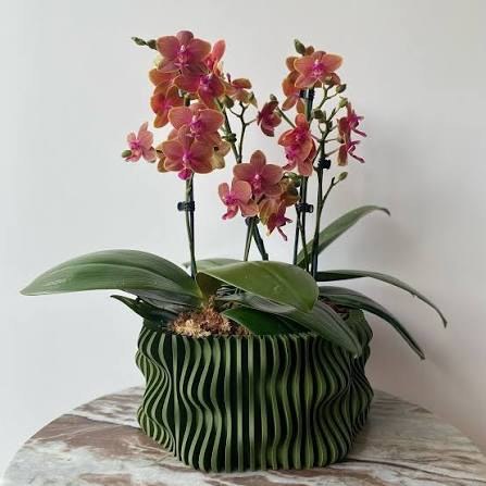 3 varas de phalaenopsis naranja y fucsia en macetero acanalado verde